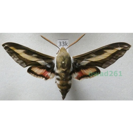 Hyles gallii (Rottemburg, 1775) Czech 65mm33k